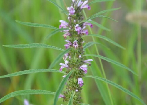 益母草什么时候收割效果最好