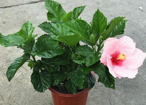 扶桑花室内可以养吗 适合在家里养殖