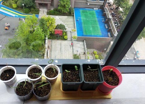 蚯蚓粪养护植物的好处