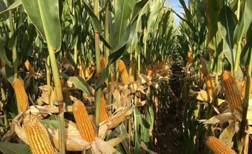 玉米秸秆还田的利弊与解决措施