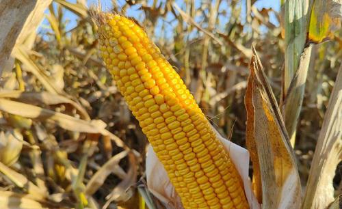 玉米秸秆还田的利弊与解决措施