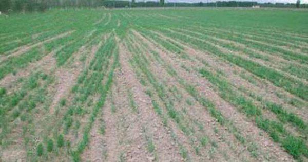 玉米秸秆还田的利弊与解决措施