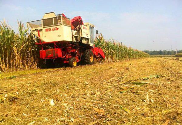 玉米秸秆还田的利弊与解决措施