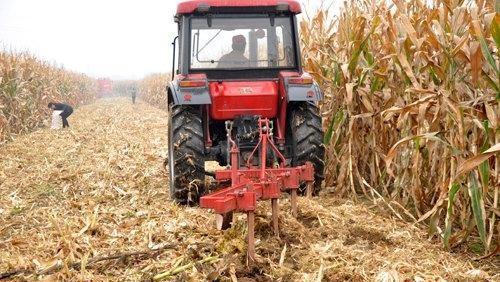 玉米秸秆还田的利弊与解决措施