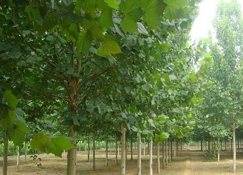 梧桐树生长在哪里