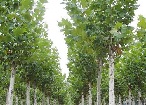 梧桐树生长在哪里