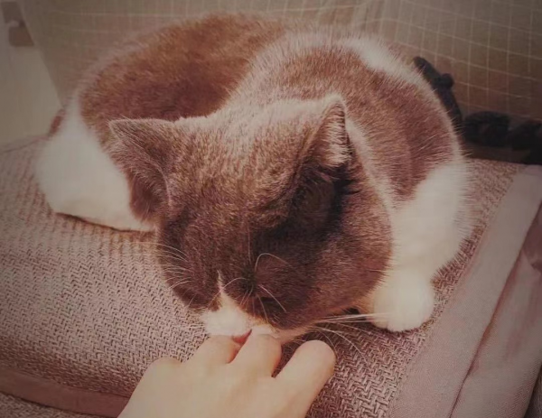 自由度极高的冷门工作