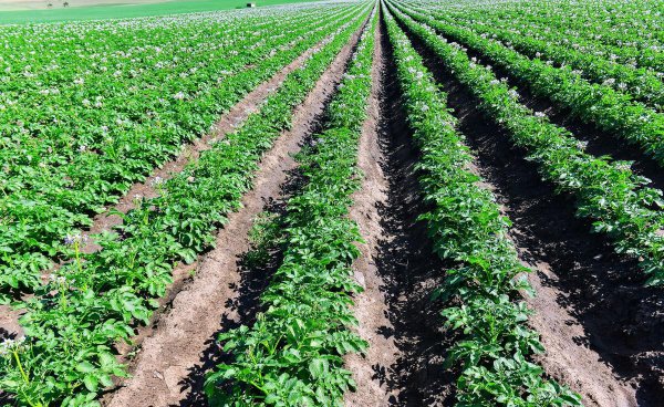 土豆深种好还是浅种好