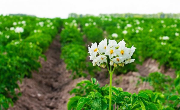 土豆深种好还是浅种好