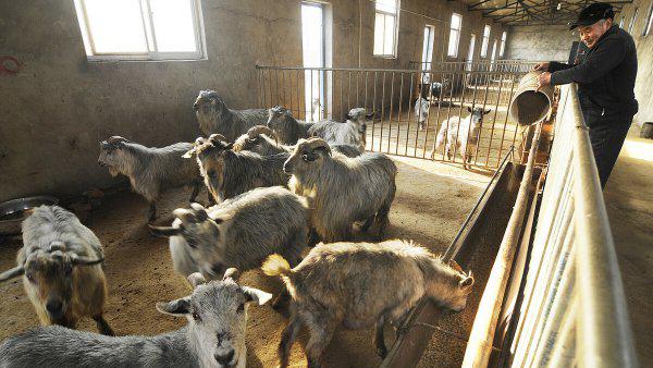 一胎六七只的山羊品种