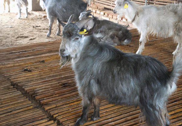 一胎六七只的山羊品种