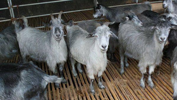 一胎六七只的山羊品种