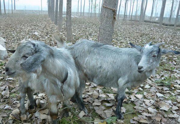 一胎六七只的山羊品种