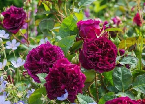 黑伍德月季是藤本还是灌木