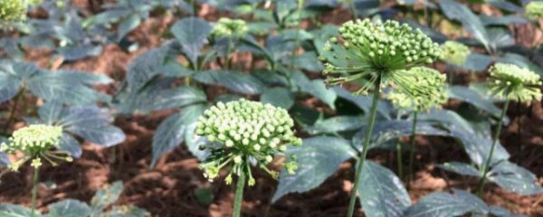 三七适合什么地方种植