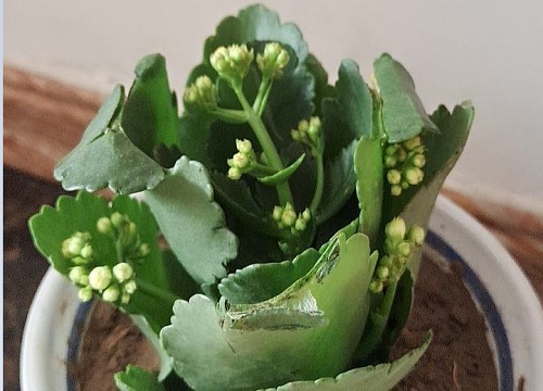 春季怎么养长寿花小苗长势贼旺