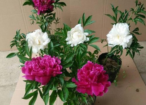 芍药如何养殖提升观赏价值