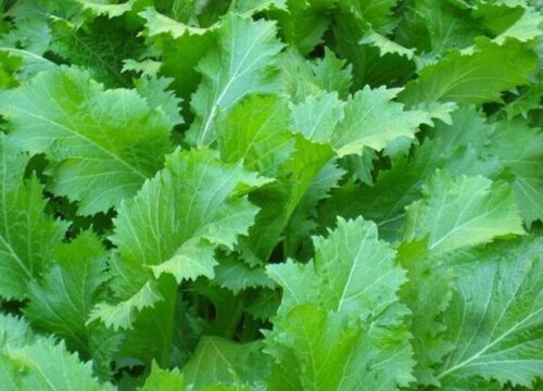 梅菜是不是芥菜雪里红