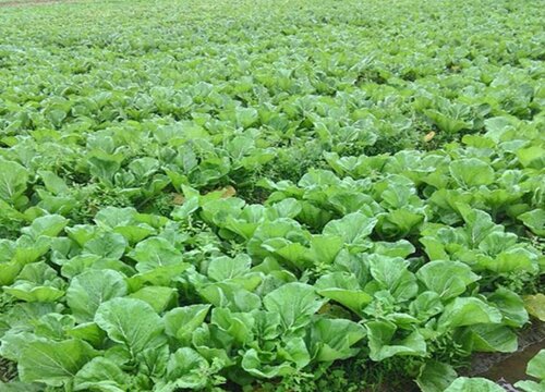 梅菜是不是芥菜雪里红