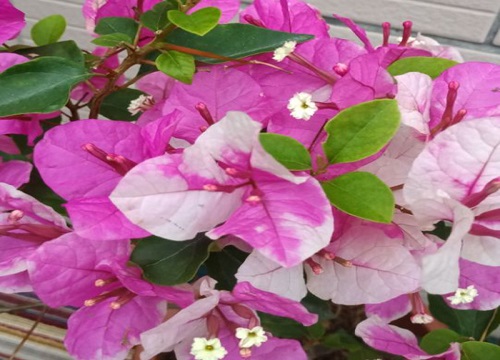 夏季三角梅开花是否可以施肥