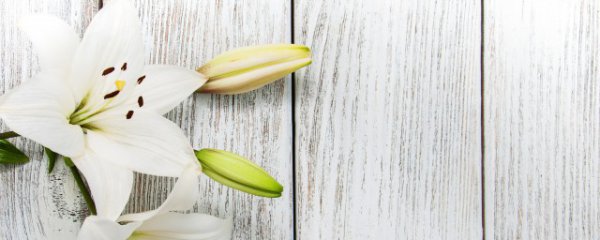 百合花几月份种植