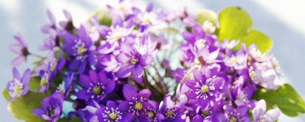 冬天室内养什么花瓶好