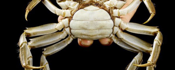 煮熟螃蟹能冷冻存放吗多久