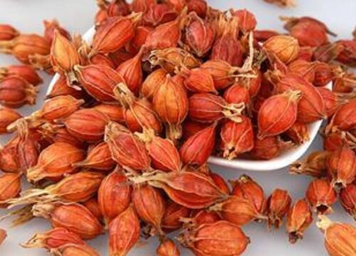 栀子花种子什么时候播种最好