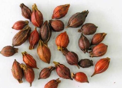 栀子花种子什么时候播种最好