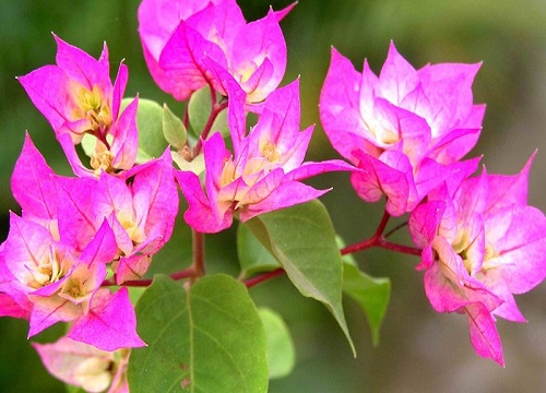 三角梅勤花品种排行星级