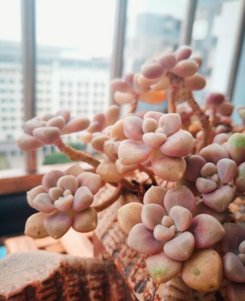 养花爆盆是什么意思