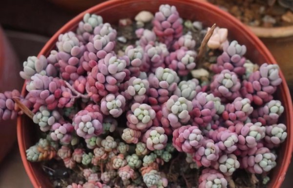 养花爆盆是什么意思