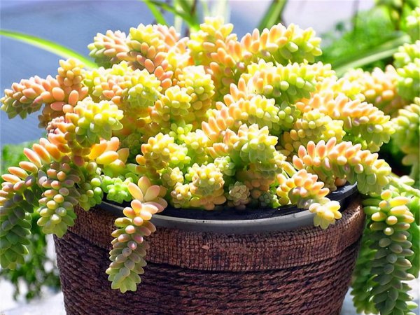 养花爆盆是什么意思