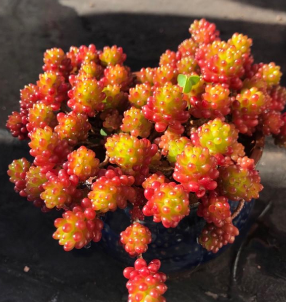 养花爆盆是什么意思