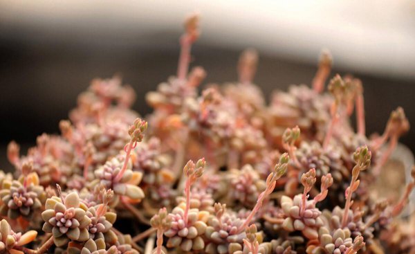 养花爆盆是什么意思