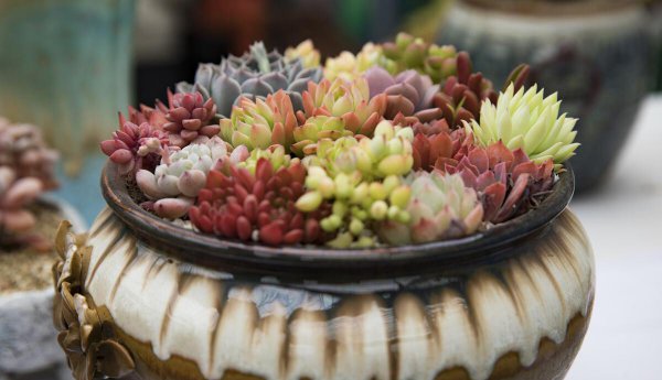 养花爆盆是什么意思