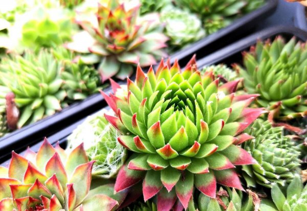 养花爆盆是什么意思