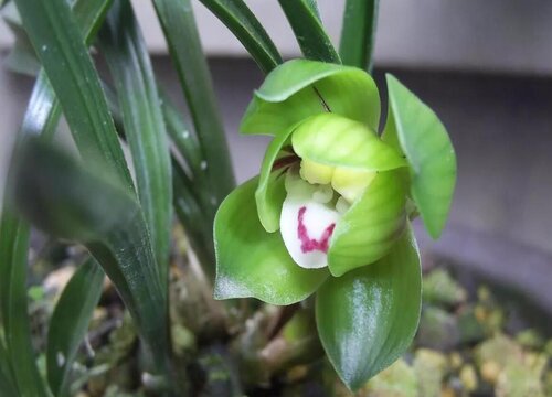 春兰什么时候剪掉花苞