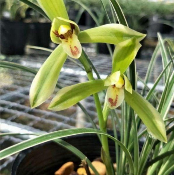 春兰什么时候剪掉花苞