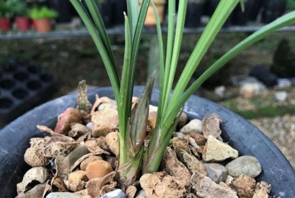 春兰什么时候剪掉花苞