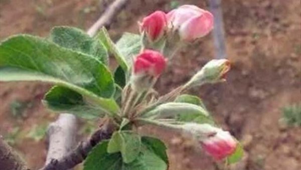 苹果需要配制授粉树吗