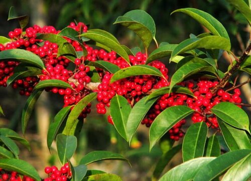 虎骨木是什么树种