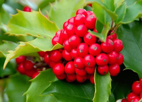 虎骨木是什么树种