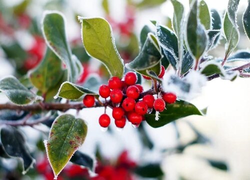 虎骨木是什么树种