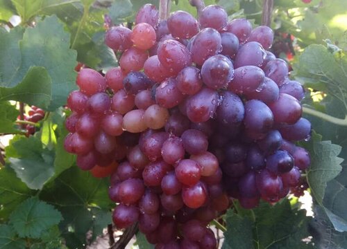 庭院种葡萄风水好吗