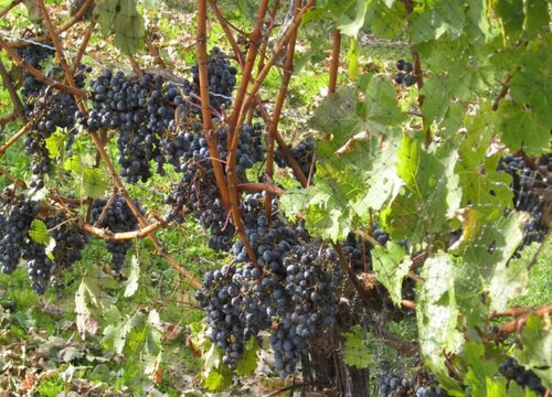 庭院种葡萄风水好吗