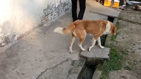 土狗的寿命有多长