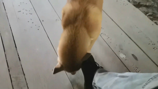 土狗的寿命有多长