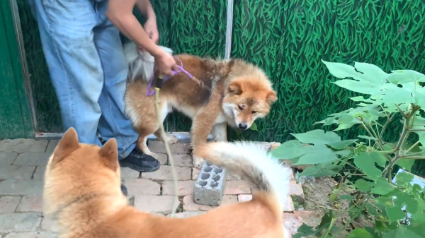 土狗的寿命有多长