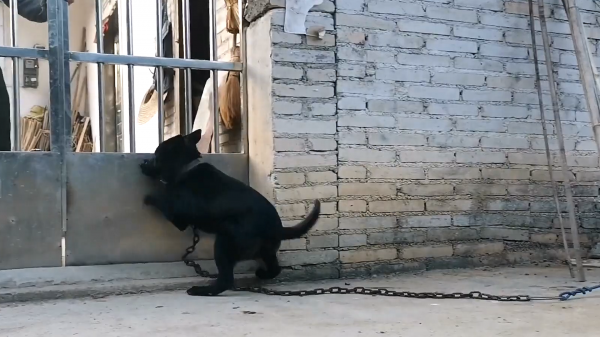 土狗的寿命有多长